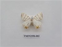 藏品(尺蛾40)的圖片